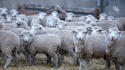 Чабан со Ставрополья «подарил» незнакомцам 40 овец из колхозного стада