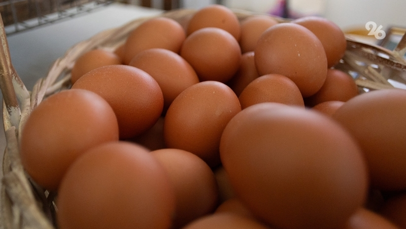 Более 700 млн яиц получили сельхозпроизводители Ставрополья за 10 месяцев