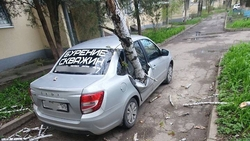 Из-за сильного ветра дерево рухнуло на автомобиль в Ставрополе 