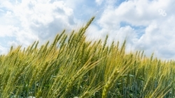 Ставропольским аграриям одобрили льготные кредиты почти на 18 млрд рублей