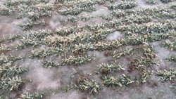 Ледяная корка образовалась на полях Ставрополья и угрожает посевам