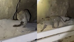 Редкого переднеазиатского леопарда заметили в Чечне 