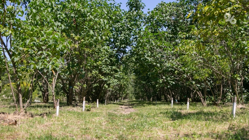 Саженцы деревьев на 17,6 га земли высадили на Ставрополье для восстановления лесов