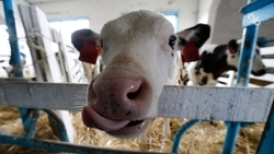 Порядка 77 тыс. животных проходят зимовку в Андроповском округе