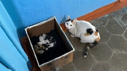 Пожарные спасли трёх котят, застрявших между строительными конструкциями дома в Грозном