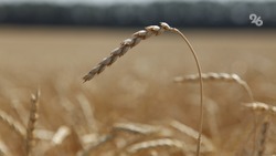 Появление сельскохозяйственных вредителей зафиксировали на полях Минераловодского округа 