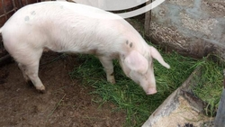 Африканскую чуму свиней обнаружили в Туркменском округе