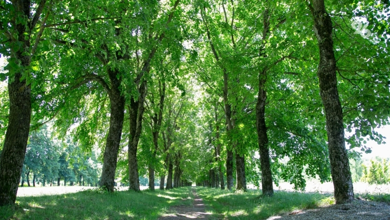 Более 5,3 га защитных лесополос планируют восстановить в Нефтекумском округе