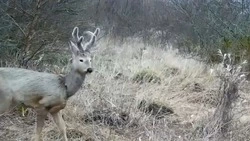 Олени на Ставрополье грациозно попозировали перед фотоловушкой