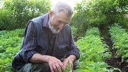 Мексиканские огурцы и другую экзотику выращивает фермер из Ставропольского края