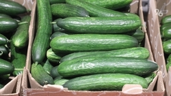 Огурцы и проезд в автобусах выросли в цене на Ставрополье к середине декабря