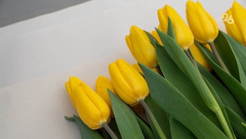 Цветы вошли в топ подарков на 8 Марта у жительниц Ставрополя — опрос 