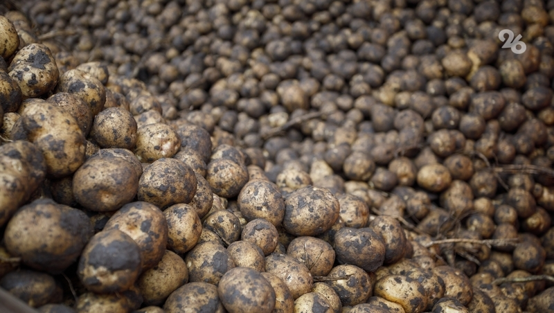 На 2,3 ц/га выросла урожайность картофеля на Ставрополье в 2025 году — глава края