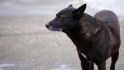 Укушенной собакой девочке выплатят 40 тыс. рублей в Изобильненском округе