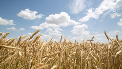 Глава Ставрополья: Делаем всё для улучшения и сохранения урожая зерновых 