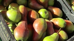 Более 13 тонн груш летних сортов собрано в Ставропольском крае