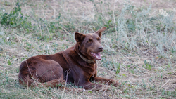Власти Минераловодского округа призвали местных жителей не мешать службе отлова бездомных животных