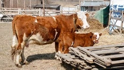 Ипатовские животноводы готовятся получить более 3,3 тыс. телят