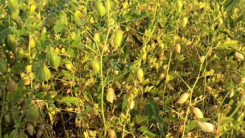 На ставропольском сельхозпредприятии наладили выращивание семян нута