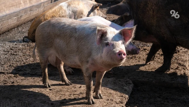 В Новоселицком округе проходят мероприятия по ликвидации очага африканской чумы свиней