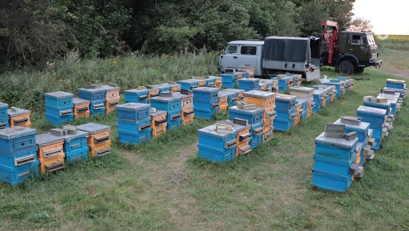 Как становятся пчеловодами: экс-инспектор ГИБДД из Ставрополя сменил жезл на дымарь