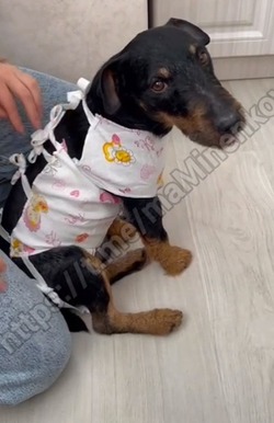 Глава Невинномысска выложил видео со своей собакой, прооперированной после боя с кабаном