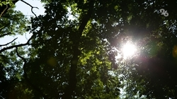 Губернатор Ставрополья: в 2026 году в крае высадят 54 га новых лесов 