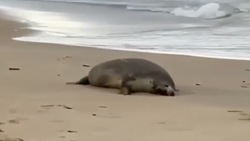 В Дагестане на морском побережье обнаружили около 700 мёртвых тюленей