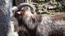 Пополнение у яков, моралов и муфлонов ожидается в зоопарке Ставрополя