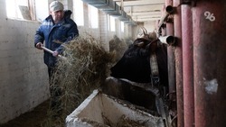 Минсельхоз Ставрополья выплатил племхозяйствам региона 362,5 миллиона рублей в качестве субсидий