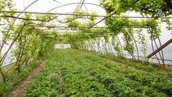 Аграрные инвестпроекты дадут Ставрополью 2 тыс. рабочих мест