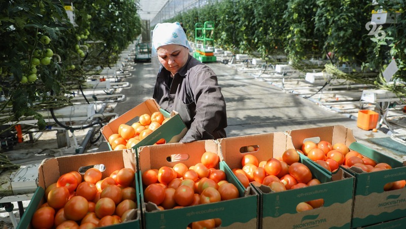 Сельхозкооперативы Ставрополья получили более 440 миллионов рублей в качестве господдержки