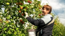 Цветёт и пахнет: как господдержка помогает ставропольским аграриям растить сады будущего