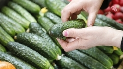 Ярмарки выходного дня в Ставрополе за полгода посетили около 100 тыс. человек