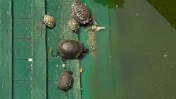 Эксперт предупредил о рисках от красноухих черепах в Железноводске