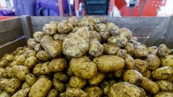 Заполняем все ниши рынка: ипатовское предприятие приступило к уборке раннего картофеля