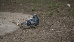 Голубятню убрали с балкона жители Минвод после вмешательства приставов