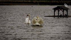 Лебеди вернулись в парк Победы Невинномысска