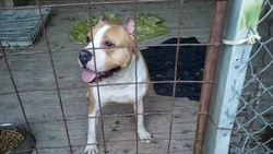 Бойцовский пёс в Ставрополе загнал детей на шведскую стенку