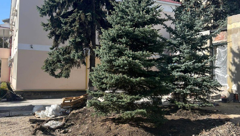 Две голубые ели взамен ранее срубленных посадили в Пятигорске