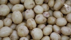 Почти 100 тысяч тонн картофеля собрали на Ставрополье 