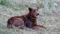В Минводах возбудили уголовное дело после нападения стаи собак на женщину