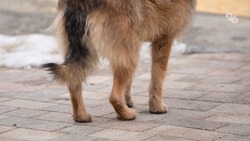 В Новоселицком округе подростку выплатят компенсацию после нападения собаки
