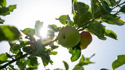 Айдын Ширинов: Каждый третий саженец в России производят на Ставрополье