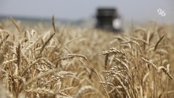 Растениеводы Новоалександровского округа получили субсидии на страхование урожая