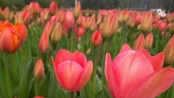 Около 600 тыс. цветов за сезон будут выращивать в новых теплицах Ставрополя