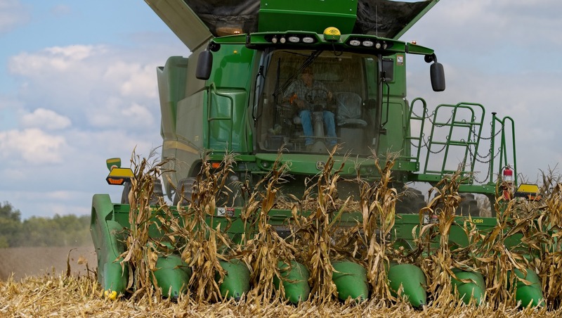 Урожайность кукурузы составляет 4 тонны