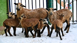 Четыре камерунские овцы и лама родились в зоопарке Ставрополя