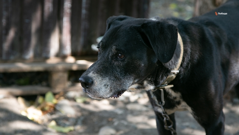 Бродячая собака напала на девочку в Ингушетии