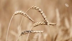 3 тыс. га пострадало от града на Ставрополье — глава минсельхоза СК